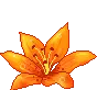 TigerLily Flower