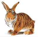 tigerabbit