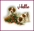 Hello 