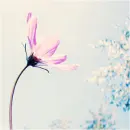 Wind