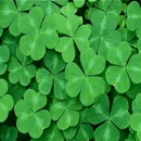 Clovers