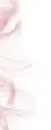 Fondo Rosa