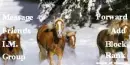 Running Horses