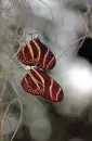 butterflies