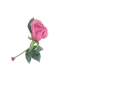 Rose Pen with Glass Text - Esther