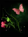 buterfly