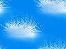 feathers