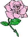 rosa