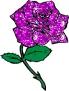 rosa