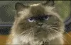 cat and dogs