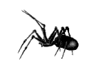 Ant