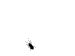 ant