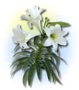 EASTER Lilys