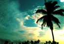 Palm Tree