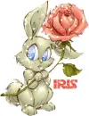 iris