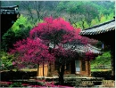 tree&Buddhist temple