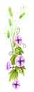 purple flowers