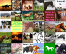 horse icons