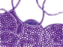 abstract purple