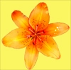 Tiger Lilly