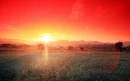 sunrise( buckwheat garden )
