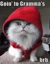 kitten riding hood