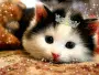 hamster