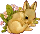 baby bunny