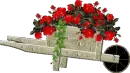 red roses
