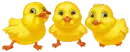 THREE CHICKS