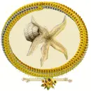 Marine
