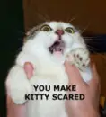 scared kitty