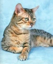 Beautiful cat!!!
