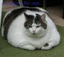 Fat Cats