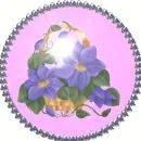 Pansies