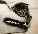 awww