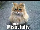 meet miss luffy