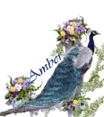 Amber's blue peacock