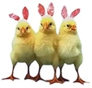 Three Baby chicks