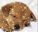 puppy sleeping