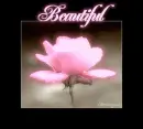 Beautiful rose