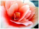 Flower power