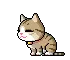 cute cat