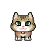 cute cat