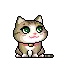 cute cat