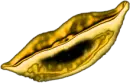 gold lips