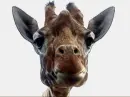 Giraffe...Close-Up
