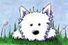 Cute puppy