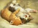 Cat Club foreva