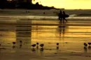 Ocean Sandpipers
